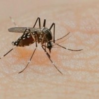 Dengue cases on the rise in Lucknow
