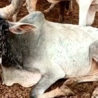 Cong stages walkout from Guj Assembly over Lumpy virus issue