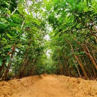 Coimbatore forest division plants 14 lakh saplings in 9 years