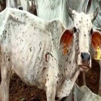 Lumpy disease outbreak: Cow brought to Rajasthan Assembly by BJP MLA runs away