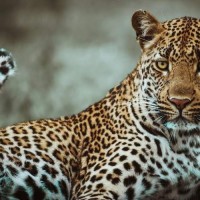 Gujarat: Leopard kills five-year-old girl, Forest dept search for the feline