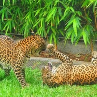 Forest officials recommend 'smart sticks' to keep leopards at bay