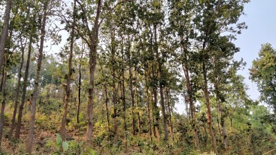 TN to get financial support from Centre to increase forest cover