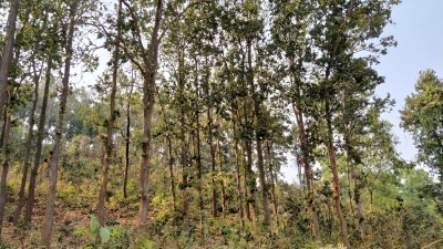 TN to get financial support from Centre to increase forest cover TN to get financial support from Centre to increase forest cover