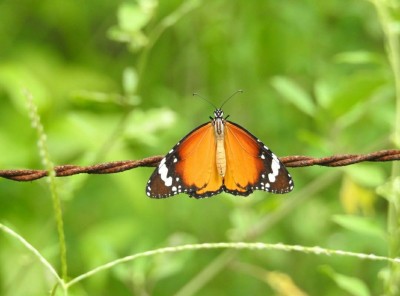 Haryana to conduct butterfly survey in Aravalli Haryana to conduct butterfly survey in Aravalli