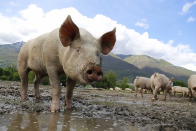 Shut pig farms to prevent Nipah epidemic: PETA to Kerala govt Shut pig farms to prevent Nipah epidemic: PETA to Kerala govt
