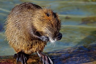 Beavers in Mongolia test Covid positive