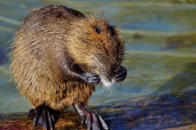Beavers in Mongolia test Covid positive Beavers in Mongolia test Covid positive
