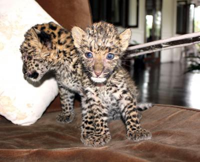Two leopard cubs rescued from farmland in Karnataka Two leopard cubs rescued from farmland in Karnataka