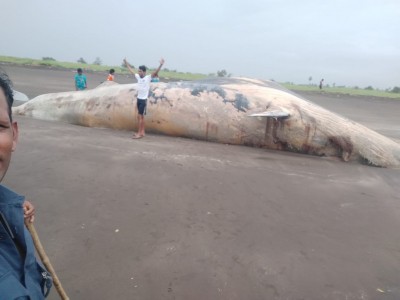 40-feet-long whale carcass washed ashore in Maha's Palghar