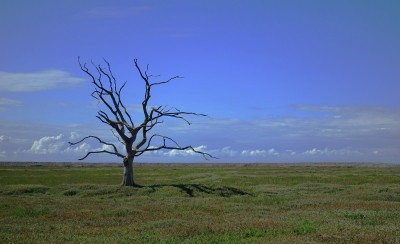 Global action to combat climate change just not enough: UN body