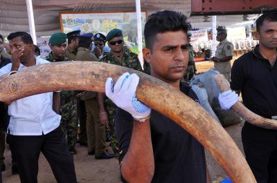 Tusk taken from dead elephant seized in TN, search on for culprits