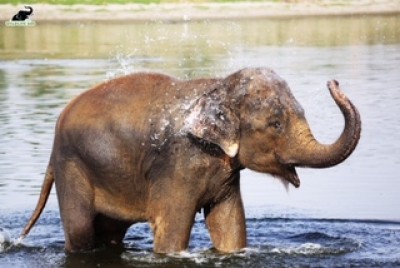 Wild elephant tramples farmer to death in Coimbatore Wild elephant tramples farmer to death in Coimbatore