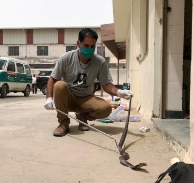 Rains keep snake catchers busy in Agra Rains keep snake catchers busy in Agra
