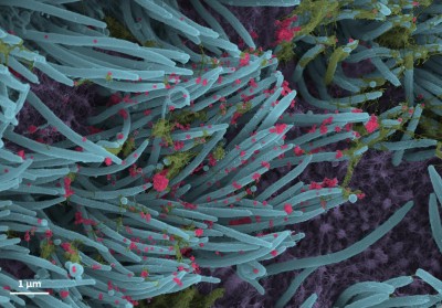 US cash funded Wuhan virus lab, claims new book US cash funded Wuhan virus lab, claims new book