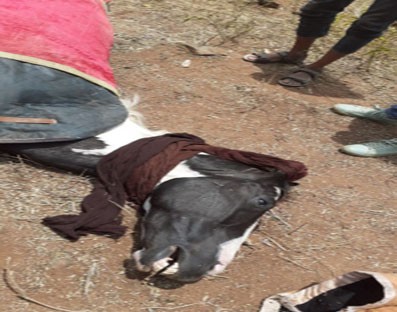 AWBI calls for probe into death of horse in Tamil film shoot at Hyd AWBI calls for probe into death of horse in Tamil film shoot at Hyd