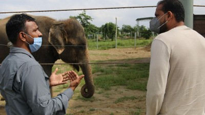 Former cricketer Yusuf Pathan bats for elephants