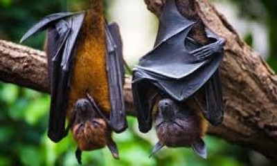 'Quite terrifying': Closest known relatives of Covid virus found in Laos 'Quite terrifying': Closest known relatives of Covid virus found in Laos