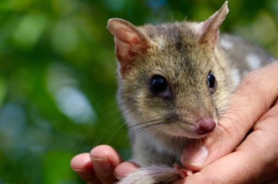 Aus state leading fight against extinction with new national park Aus state leading fight against extinction with new national park