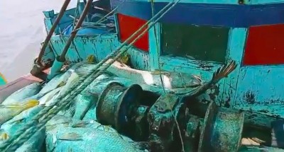 Big Catch: Palghar fisherman nets Rs 1.33 cr fortune from Arabian Sea Big Catch: Palghar fisherman nets Rs 1.33 cr fortune from Arabian Sea