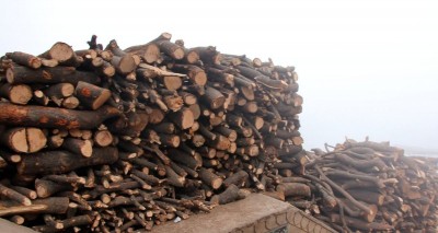 Demand for wood in crematoriums leads to widespread tree felling in U'khand Demand for wood in crematoriums leads to widespread tree felling in U'khand