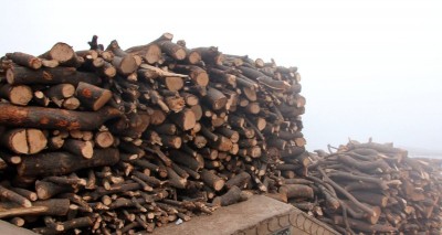 Demand for wood in crematoriums leads to widespread tree felling in U'khand