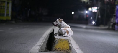 12 arrested for burying 150 stray dogs alive in K'taka 12 arrested for burying 150 stray dogs alive in K'taka