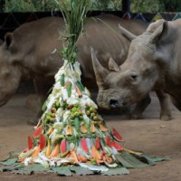 Rhino poaching in S.Africa declines by 33%