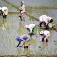 Centre allows early procurement of paddy in Punjab, Haryana