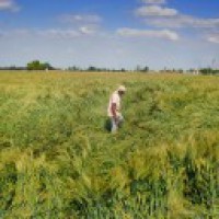 Wind, rain damage standing crops in Punjab, Haryana