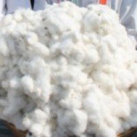 Excess moisture content hampering cotton procurement: CCI