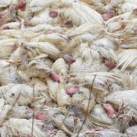 Ghazipur traders concerned over bird flu, fear losing revenue