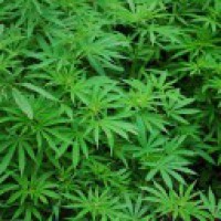 Brazil approves sale of marijuana-based medicines