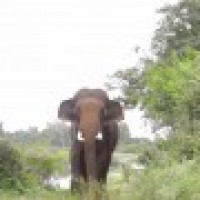 Free from confinement, a happy Diwali for elephant Sunder