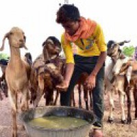 Don't offer sacrifice on roads in Bakrid: JIH to Muslims