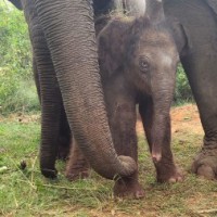Gorakhpur zoo to open in January