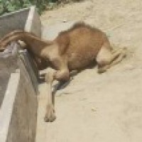 Raj's dead thirsty camel create stir on social media
