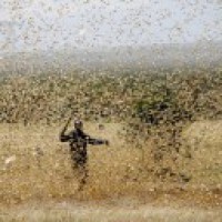 'Keep doors, windows closed', Delhi issues locust advisory