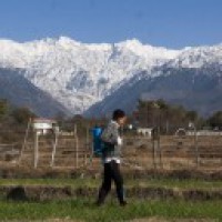 Abrupt ban on pesticides sparks row between ministries