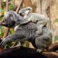 More than 2,000 koalas killed in Australia bushfires