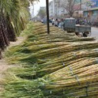 Value added product from bagasse developed in UP
