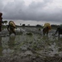 Organic farming to boost UP farmers' wealth