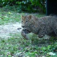 Leopard enters house in UP district, beaten unconscious