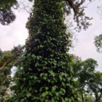 Flood-hit K'taka coffee growers seek relief from Centre