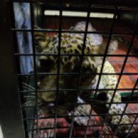 Trapped in a well, leopard rescued after 6 days in K'taka