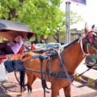 Assam prohibits use of spiked bits on horses
