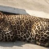 6-year-old boy mauled to death by leopard in Assam