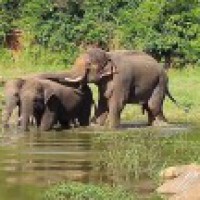 Jaipur activists strive for better conditions for elephants