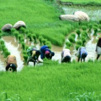 Govt may announce farm loan waiver scheme in Budget