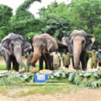Special celebrations for elephants at Hyd Zoo including 82-yr-old Rani
